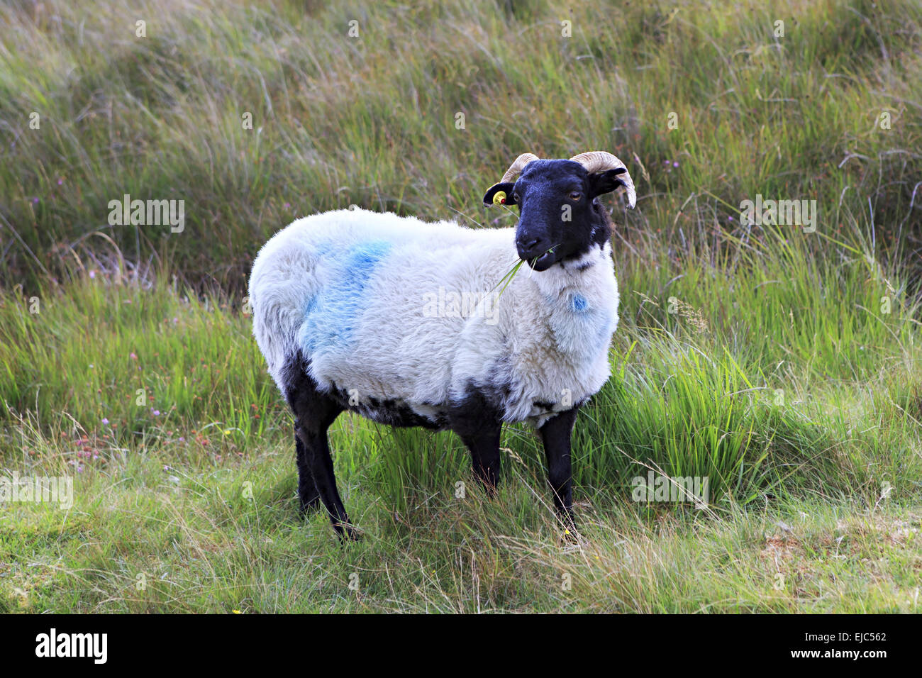 Schaf Schwarzer Kopf Stockfotos und bilder Kaufen Alamy Schaf Schwarzer Kopf Stockfotos und bilder Kaufen Alamy