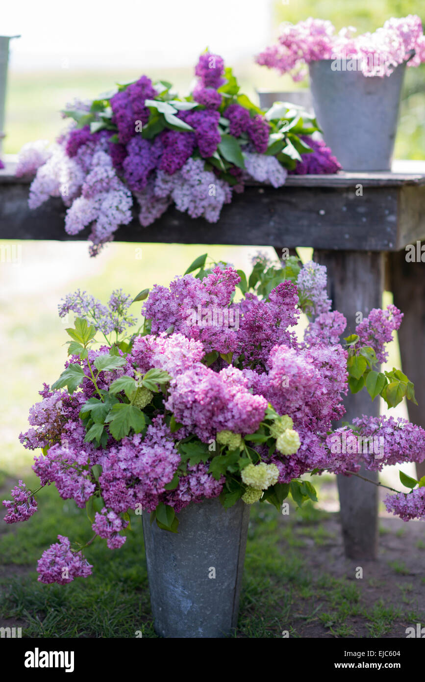 Schneiden Sie die Stiele von lila Blüten (Syringa Vulgaris) und Bush Schneeball (Viburnum Opulus 'Roseum') im Frühjahr Stockfoto