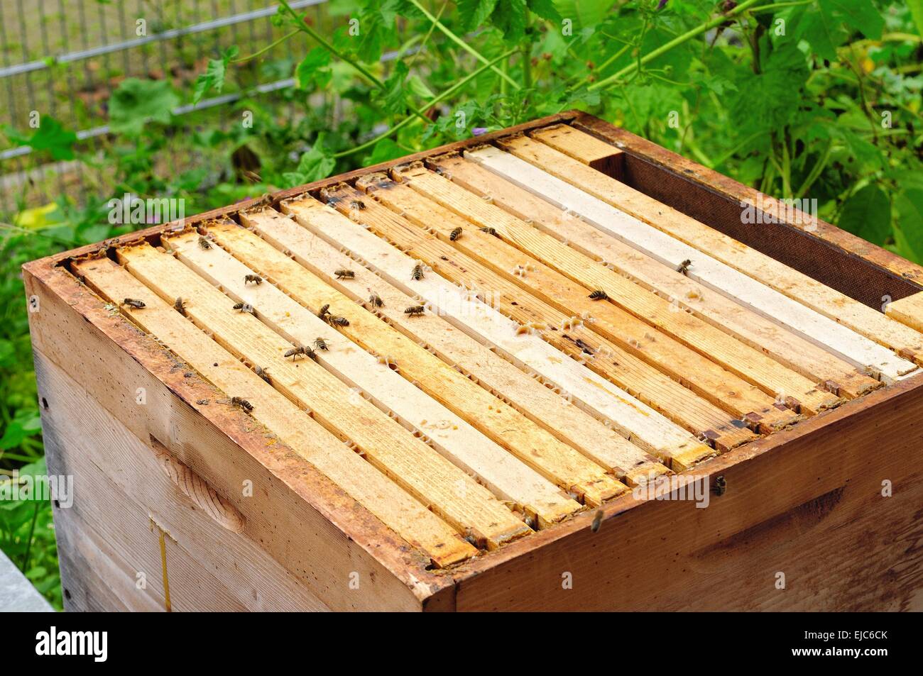 Biene bienen honigbiene honig naturprodukt waben bienenwabe bienenstock
