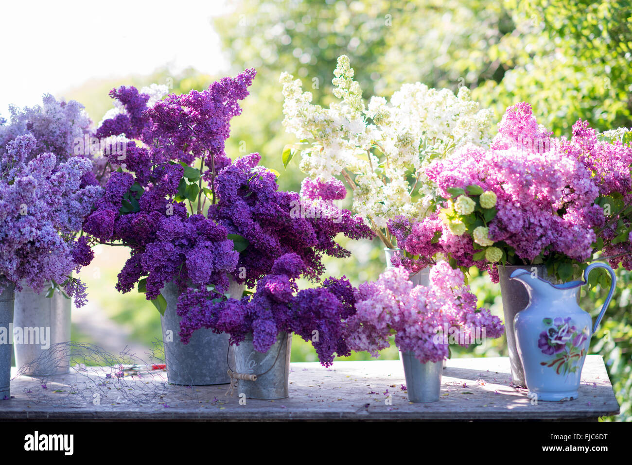 Schneiden Sie die Stiele von lila Blüten (Syringa Vulgaris) und Bush Schneeball (Viburnum Opulus 'Roseum') im Frühjahr Stockfoto