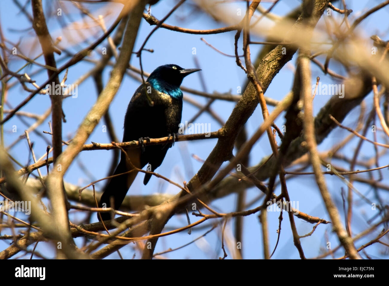 Ein Grackle sitzt auf einem Ast im zeitigen Frühjahr thront. Stockfoto