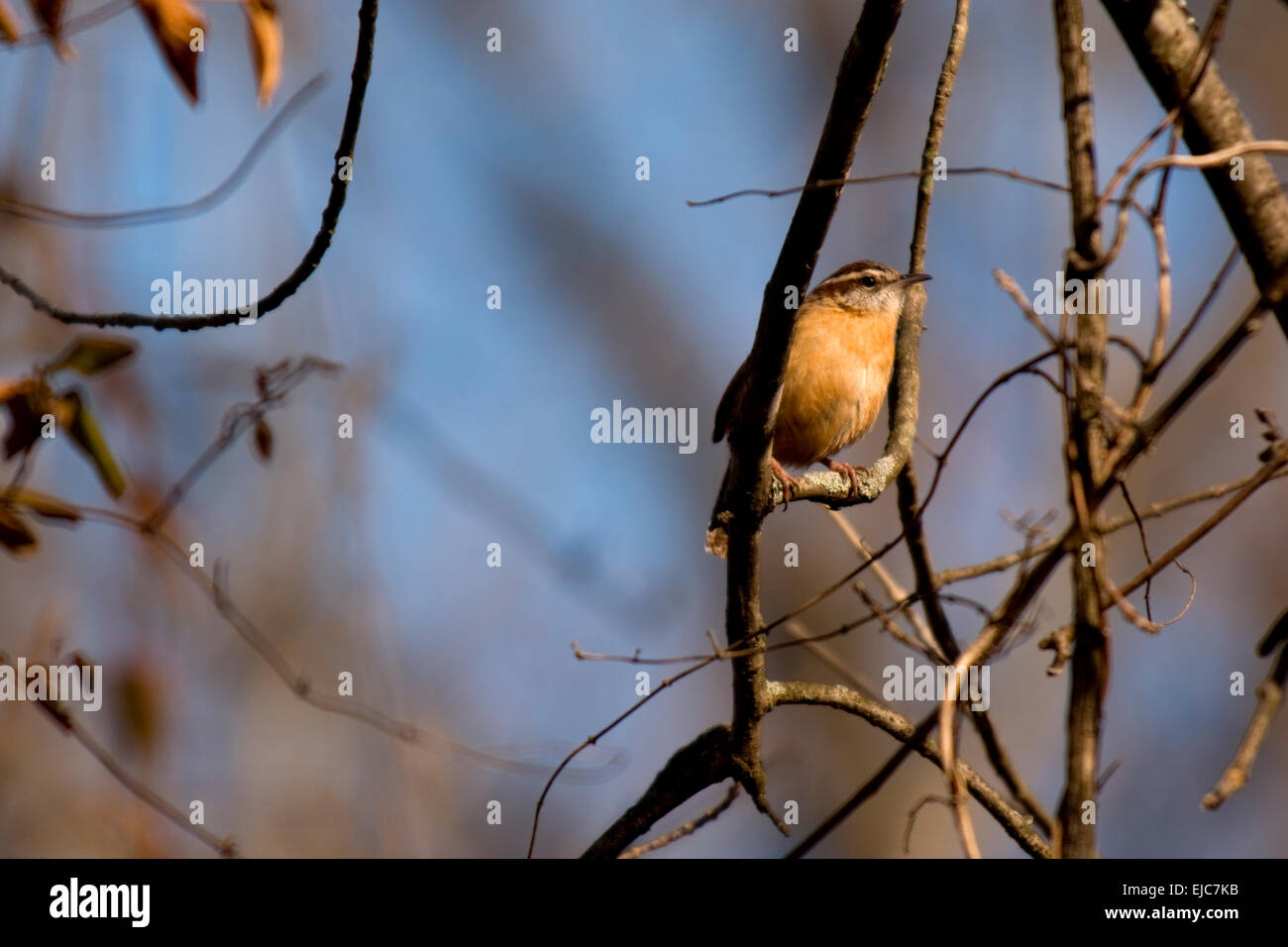 Laubsänger thront auf einem Baum im Sonnenlicht warm am frühen Morgen. Stockfoto