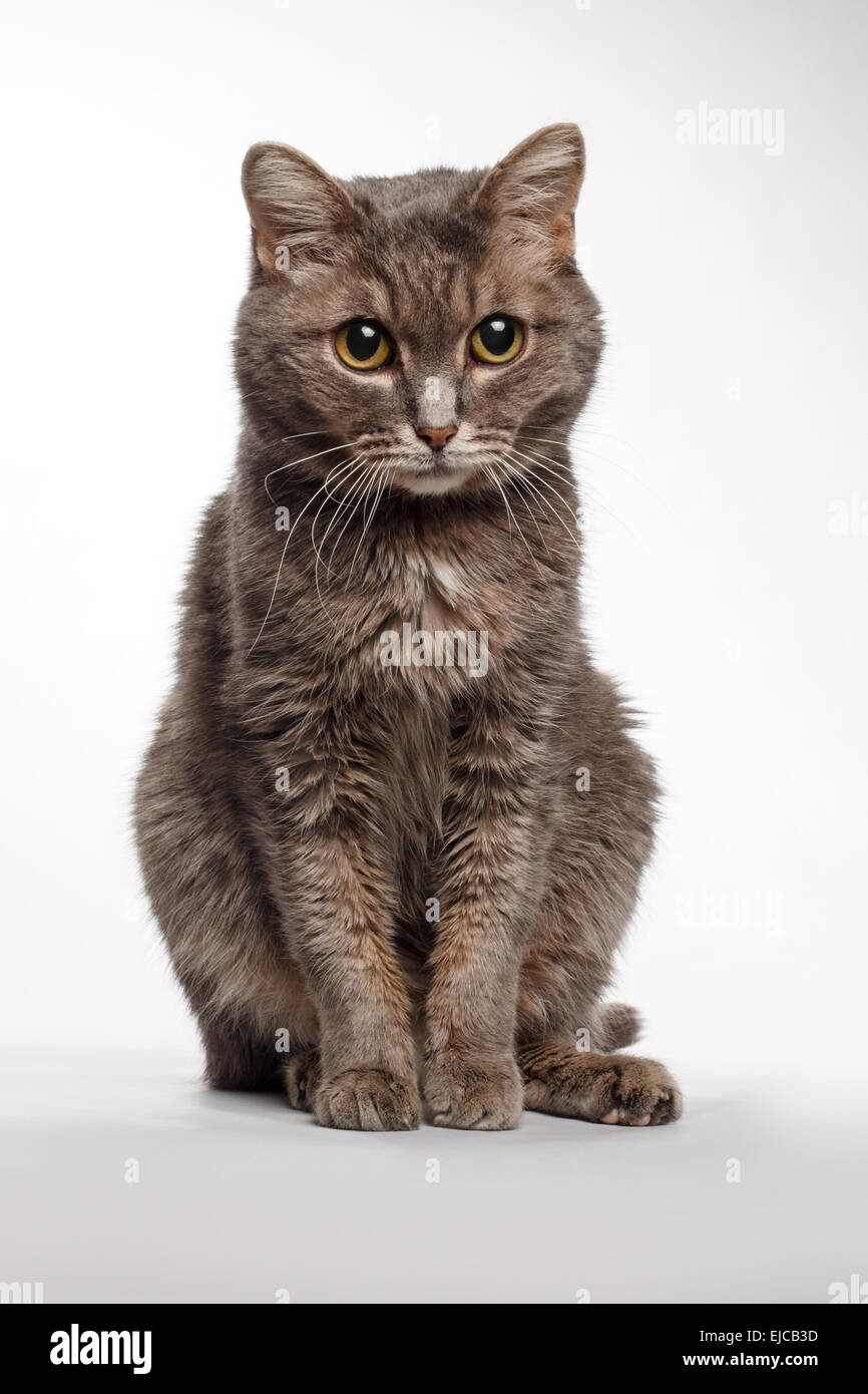 graue Katze auf weiß Stockfoto