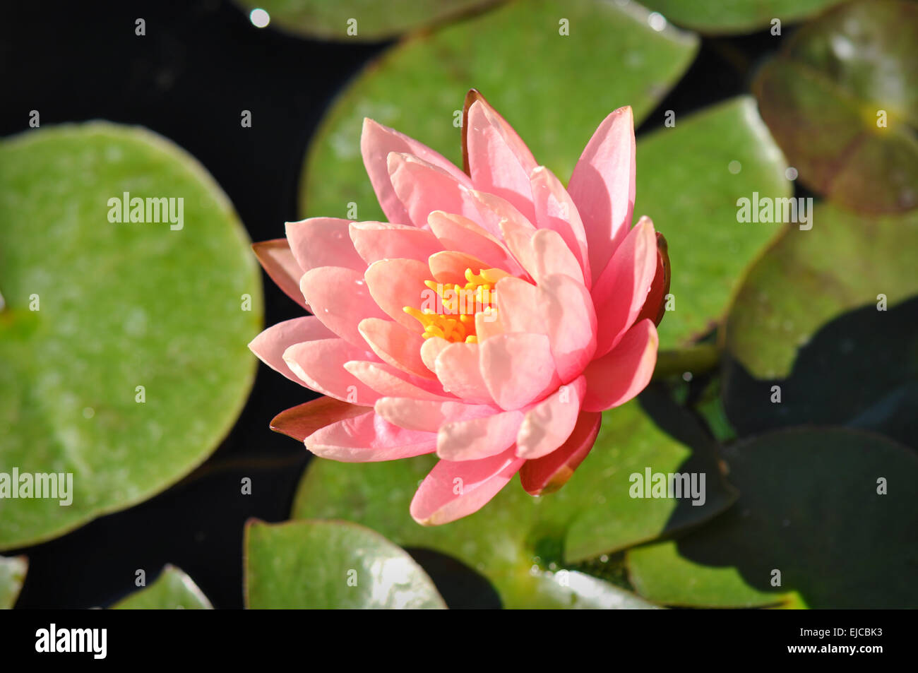 Rosa Lotusblume auf Lilly Pad Stockfoto