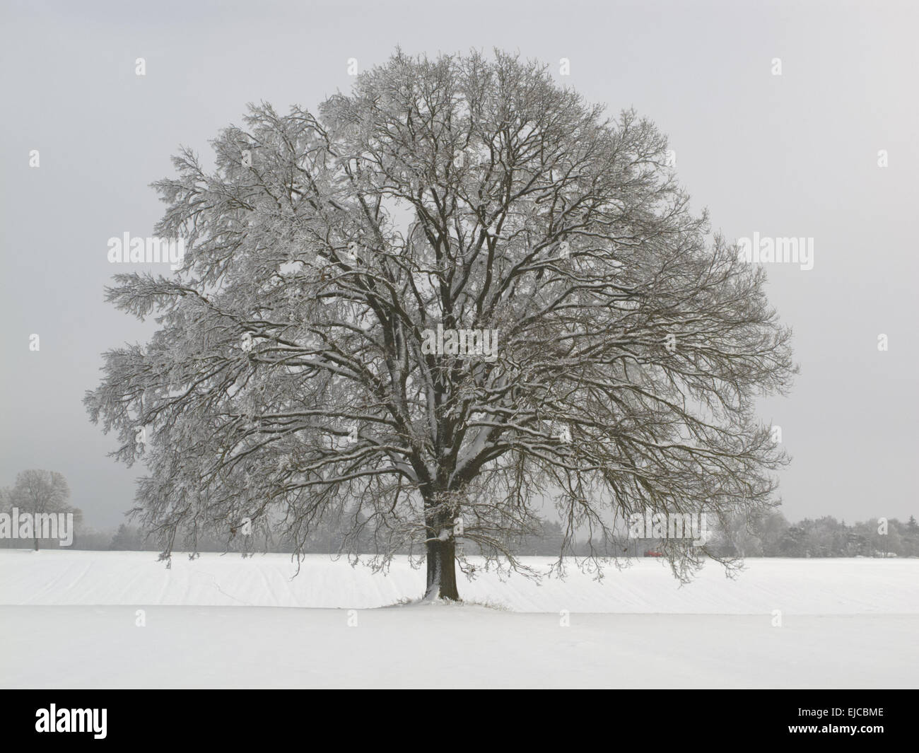 einzigen großen Eiche im Winter im Schnee Stockfoto