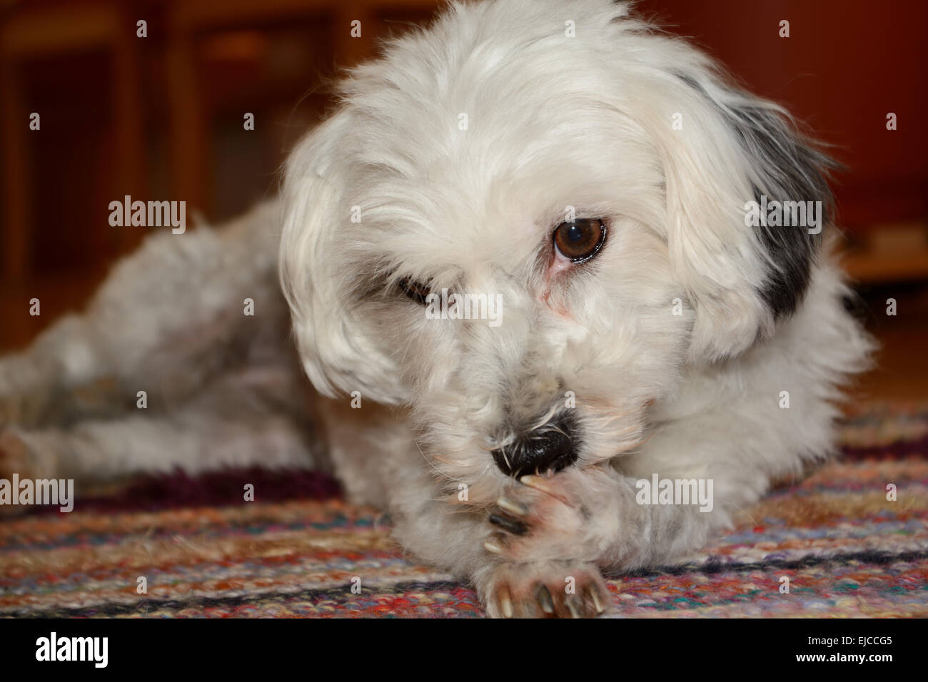 kleiner weißer Hund reinigt sich selbst Stockfoto