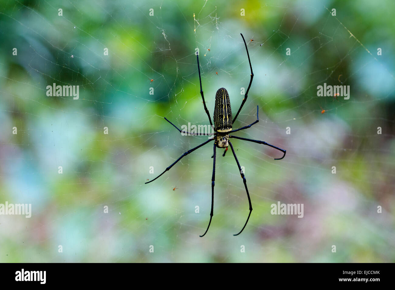 Golden Orb-Web-spider Stockfoto