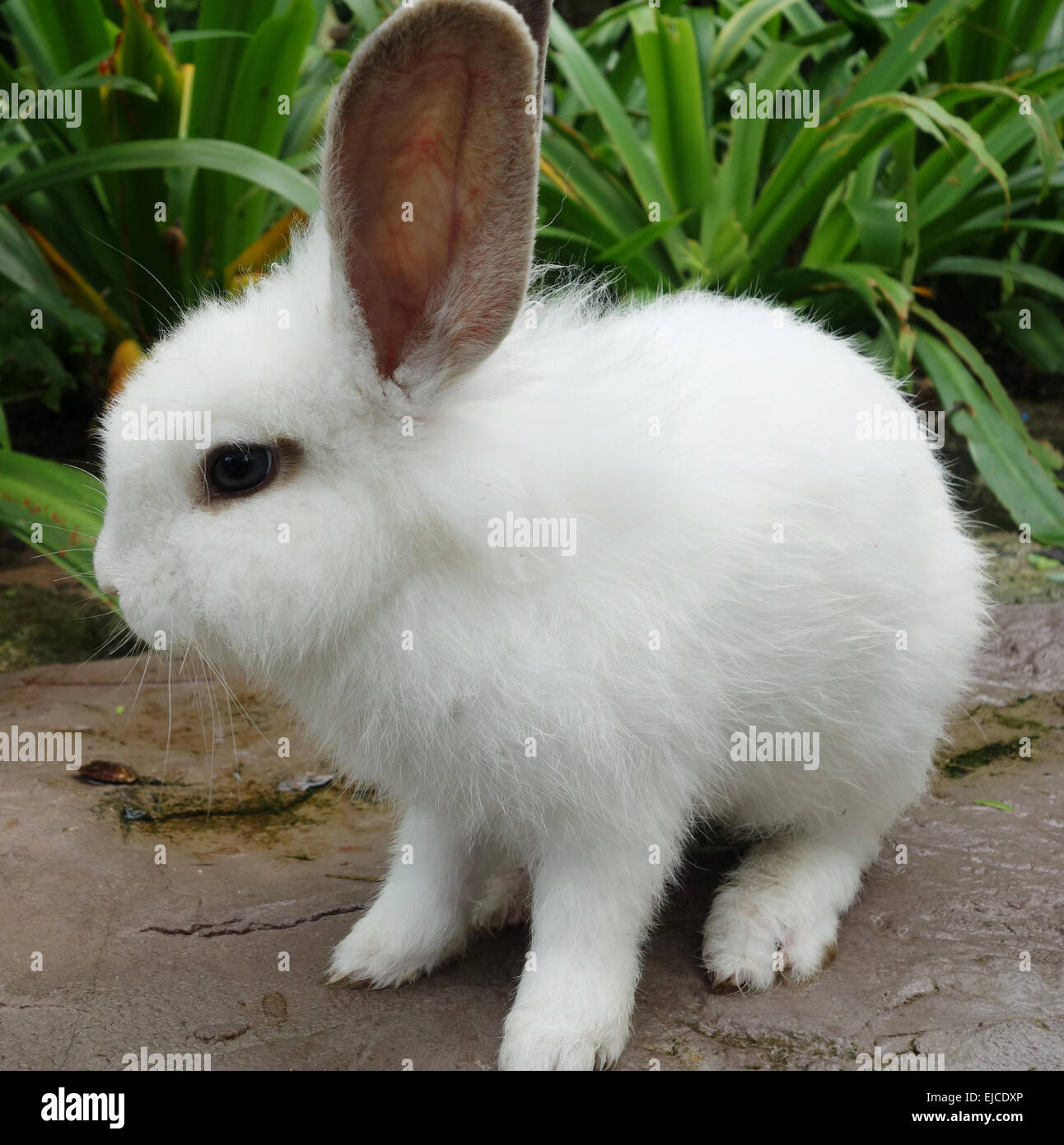 Whtie Kaninchen Stockfoto