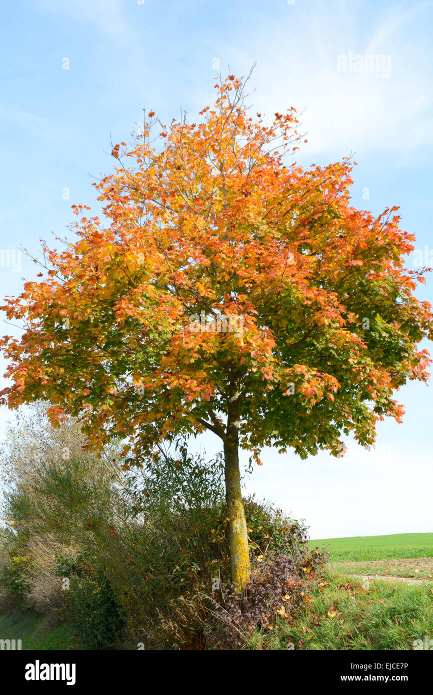 Ahornbaum im Herbst mit bunten Blättern Stockfoto