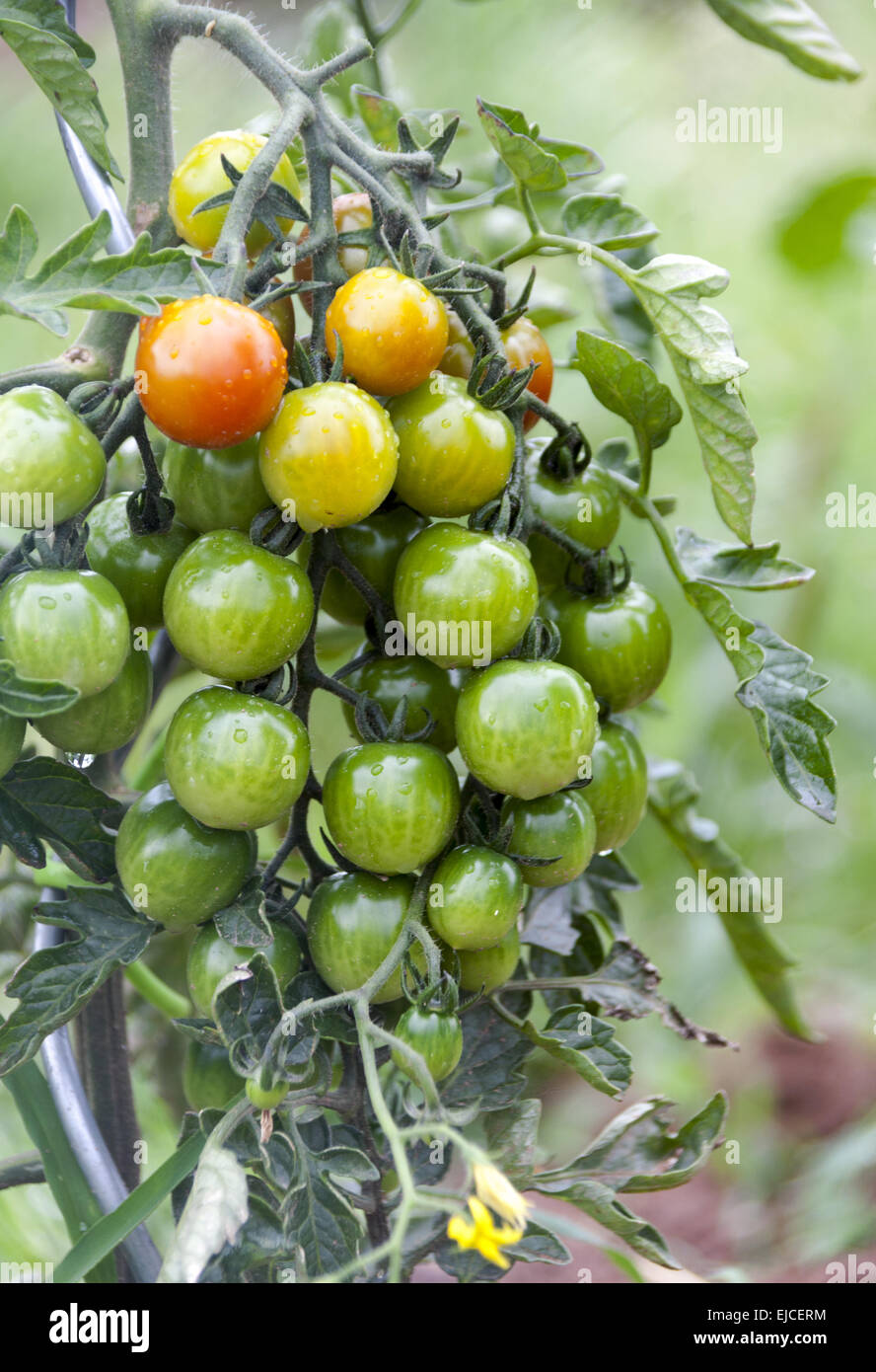 Tomaten-Lager mit Regentropfen Stockfoto