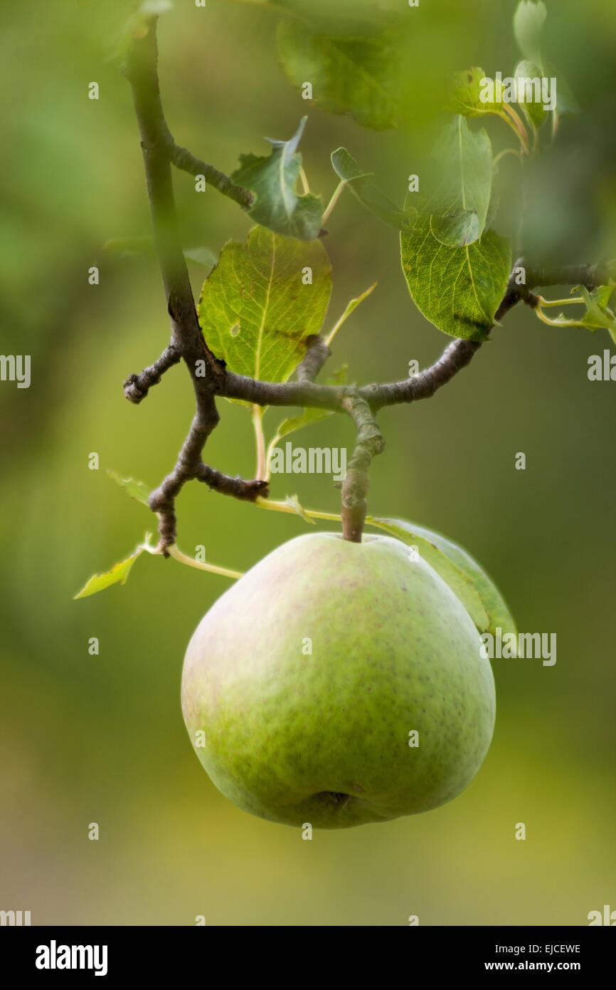 Birne (Pyrus) auf dem Baum Stockfoto