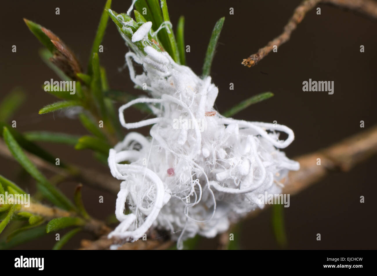 Schmierlaus - New South Wales, Australien, Ordnung Hemiptera - Teilauftrag Sternorrhyncha - Überfamilie Coccoidea Stockfoto