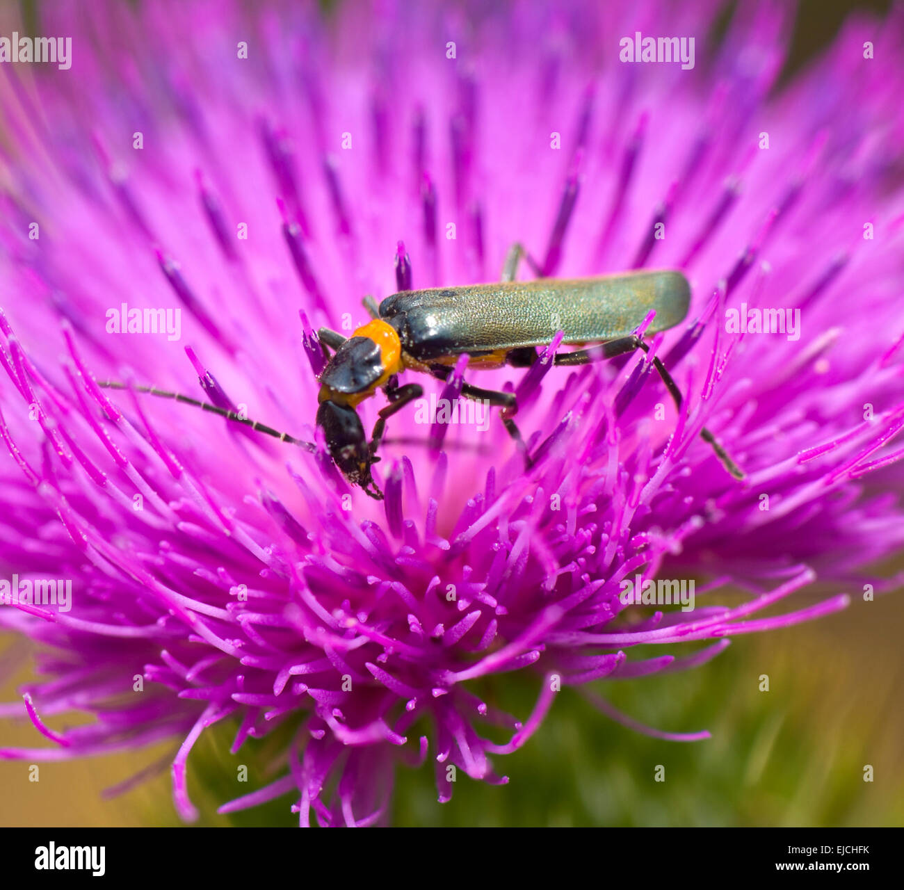 Pest Soldat Käfer (Chauliognathus Lugubris) Fütterung auf eine Distel Flowerhead, New-South.Wales, Australien Stockfoto