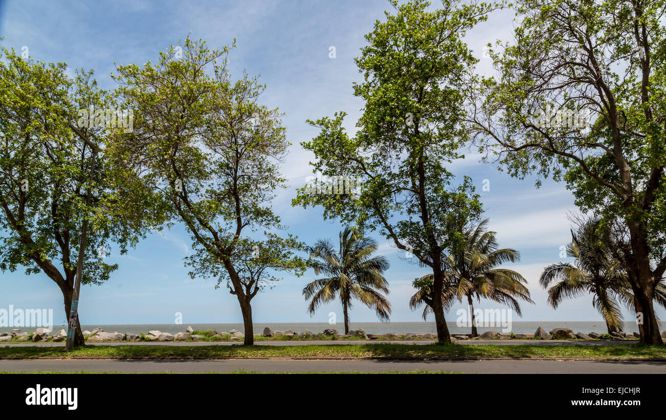 Bäume am Ufer des Maputo-Bucht Stockfoto