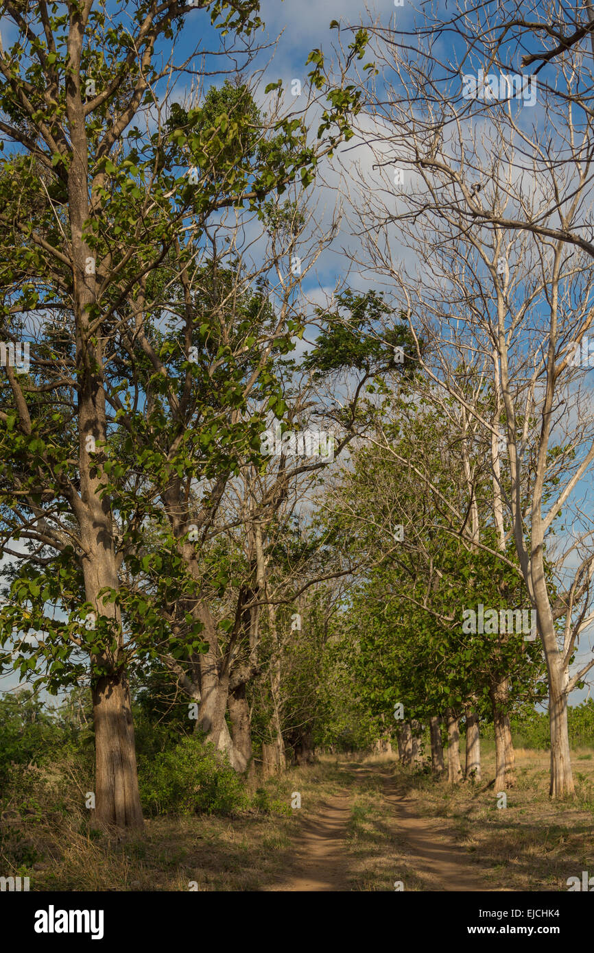 Baumriesen im Feld Stockfoto