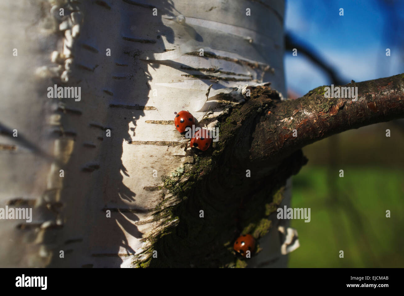 Drei Marienkäfer sitzen auf dem Stamm einer Birke Stockfoto