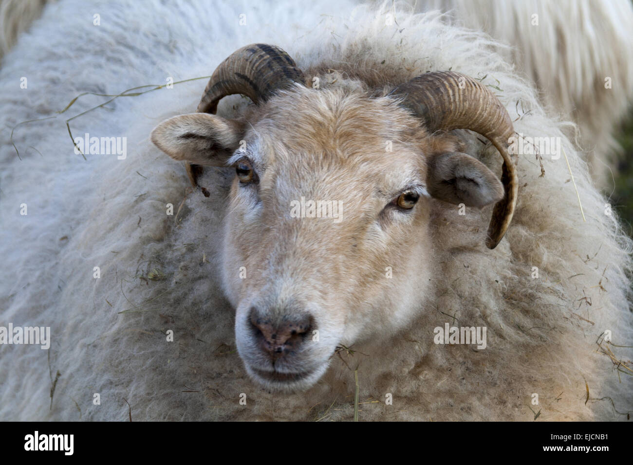 Schafe (Ovis) Stockfoto