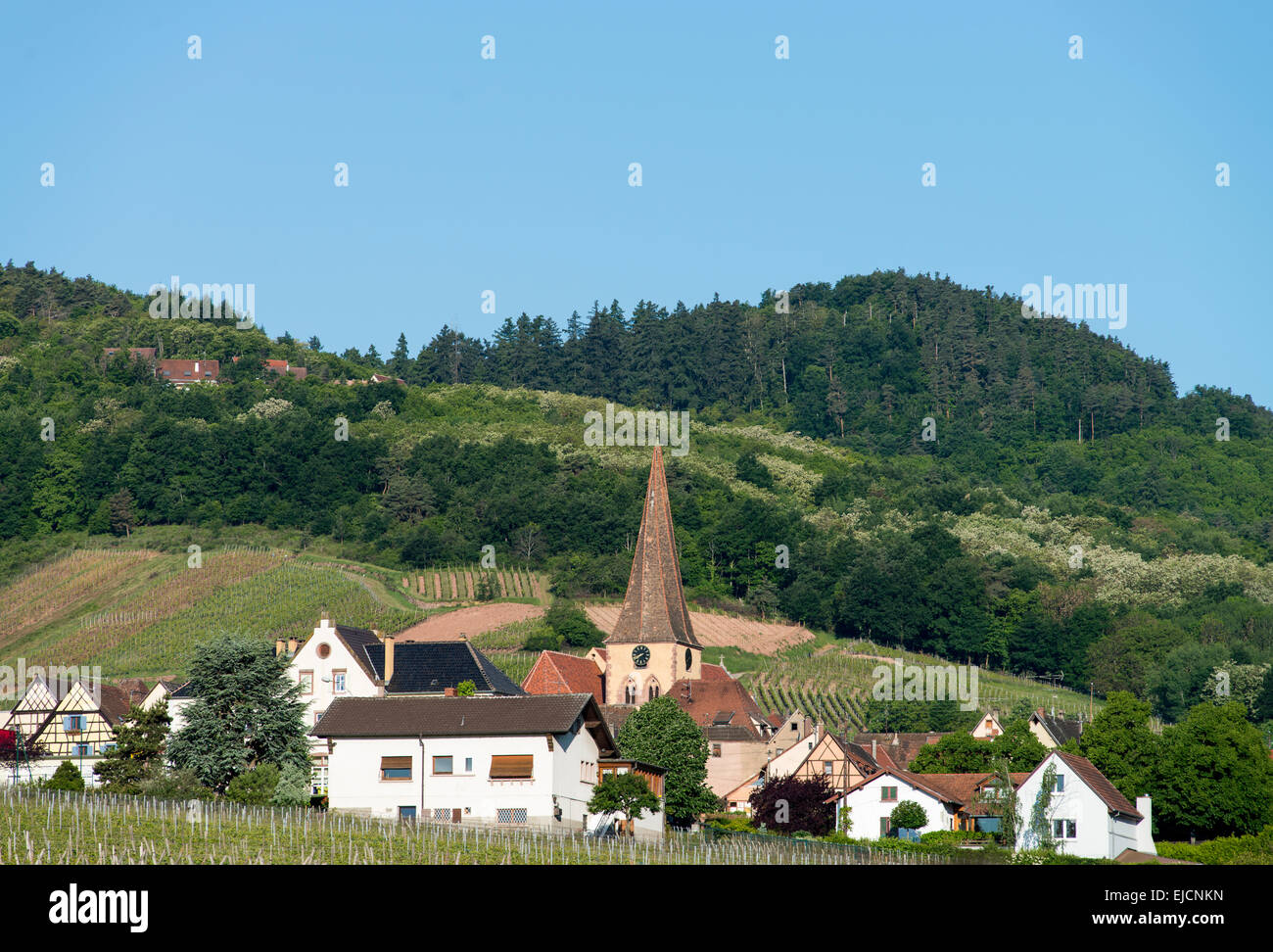 Landkirche zwischen Weinbergen in Niedermorschwihr, Elsass, Frankreich Stockfoto