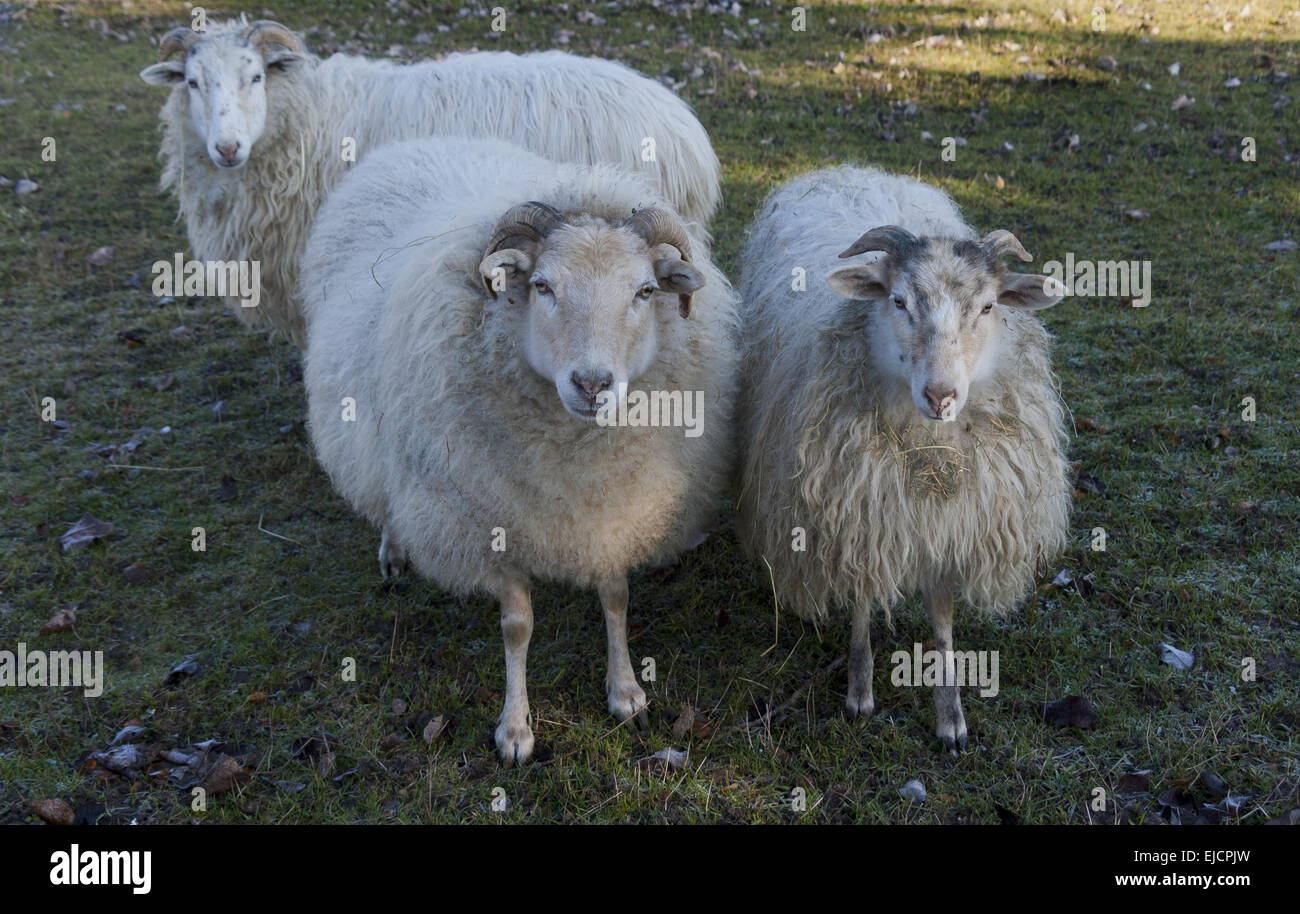 Schafe (Ovis) Stockfoto