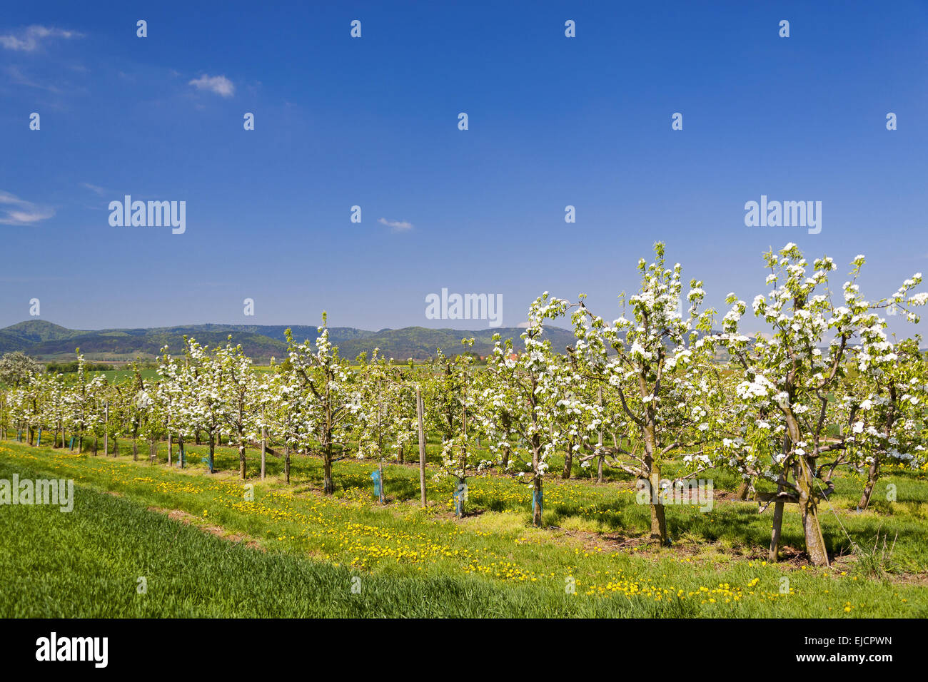 Blühende Obstbäume Stockfoto
