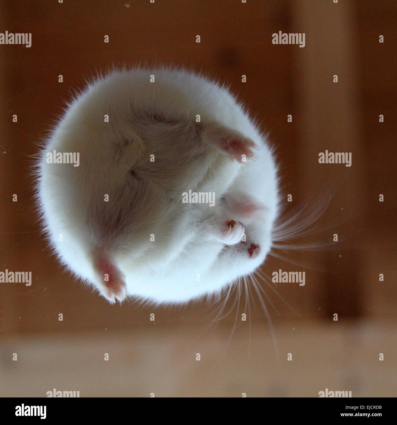 Sibirischer Zwerg Hamster Stockfoto