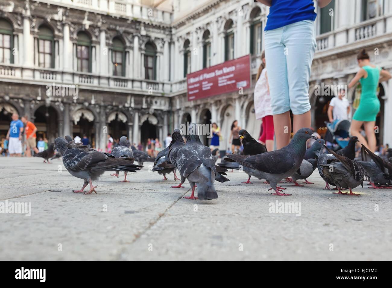 Tauben auf dem Markusplatz in Venedig Stockfoto