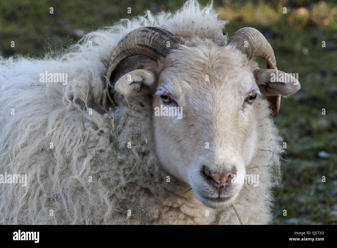 Schafe (Ovis) Stockfoto