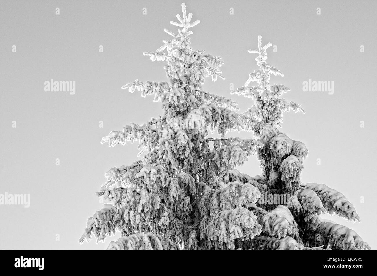 zwei bedeckten Baum Tops schwarz / weiß Stockfoto