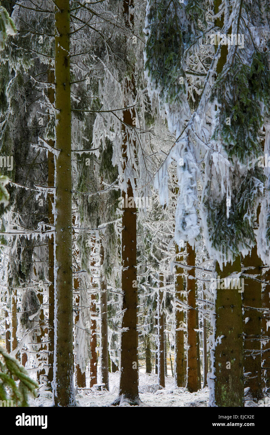 Eindruck der Winter mit Schnee Stockfoto