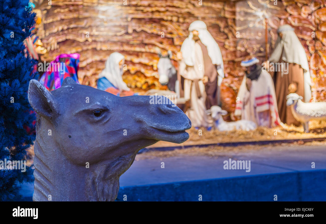 Kamel vor Krippe Stockfoto