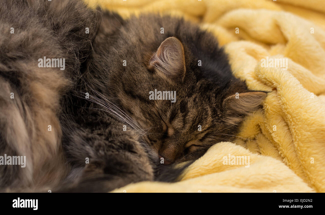 kleines Haustier Katze schlafen in einer weichen Decke Stockfoto