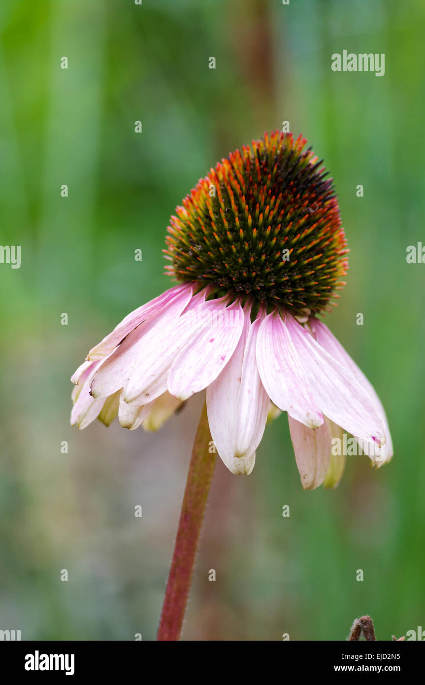 Echinacea Blume Stockfoto