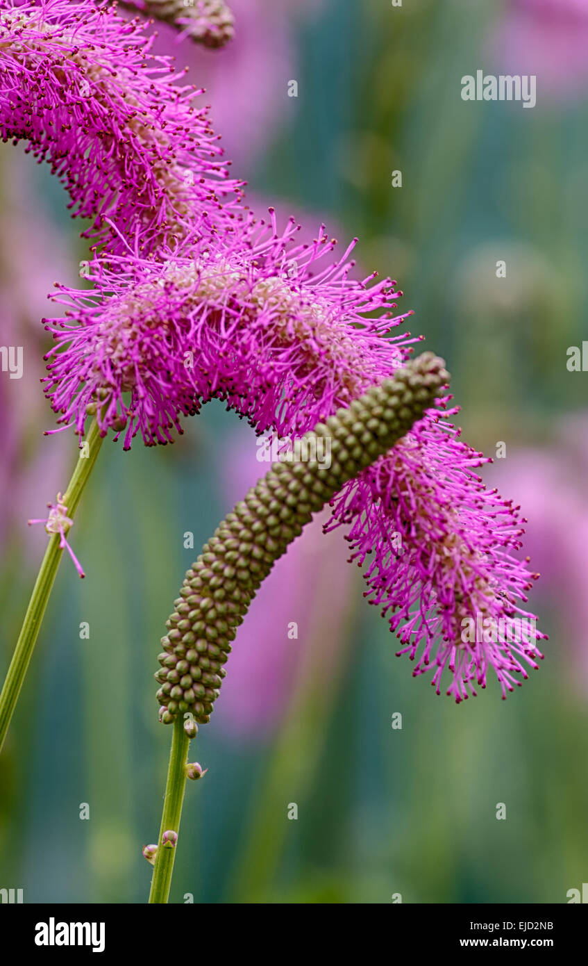 Exotische Blume Stockfoto