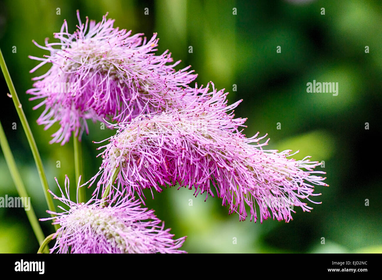 Exotische Blume Stockfoto