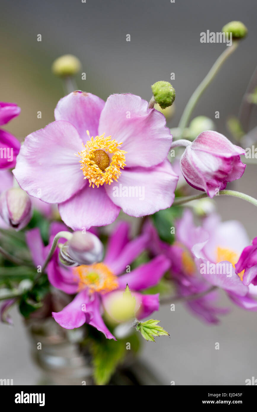 Japanische Anemone Windflower, Anemone Hupehensis var. Japonica 'Pamina' Stockfoto
