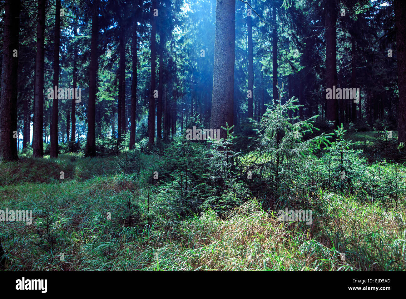 neblig Thüringer Wald am Morgen Stockfoto