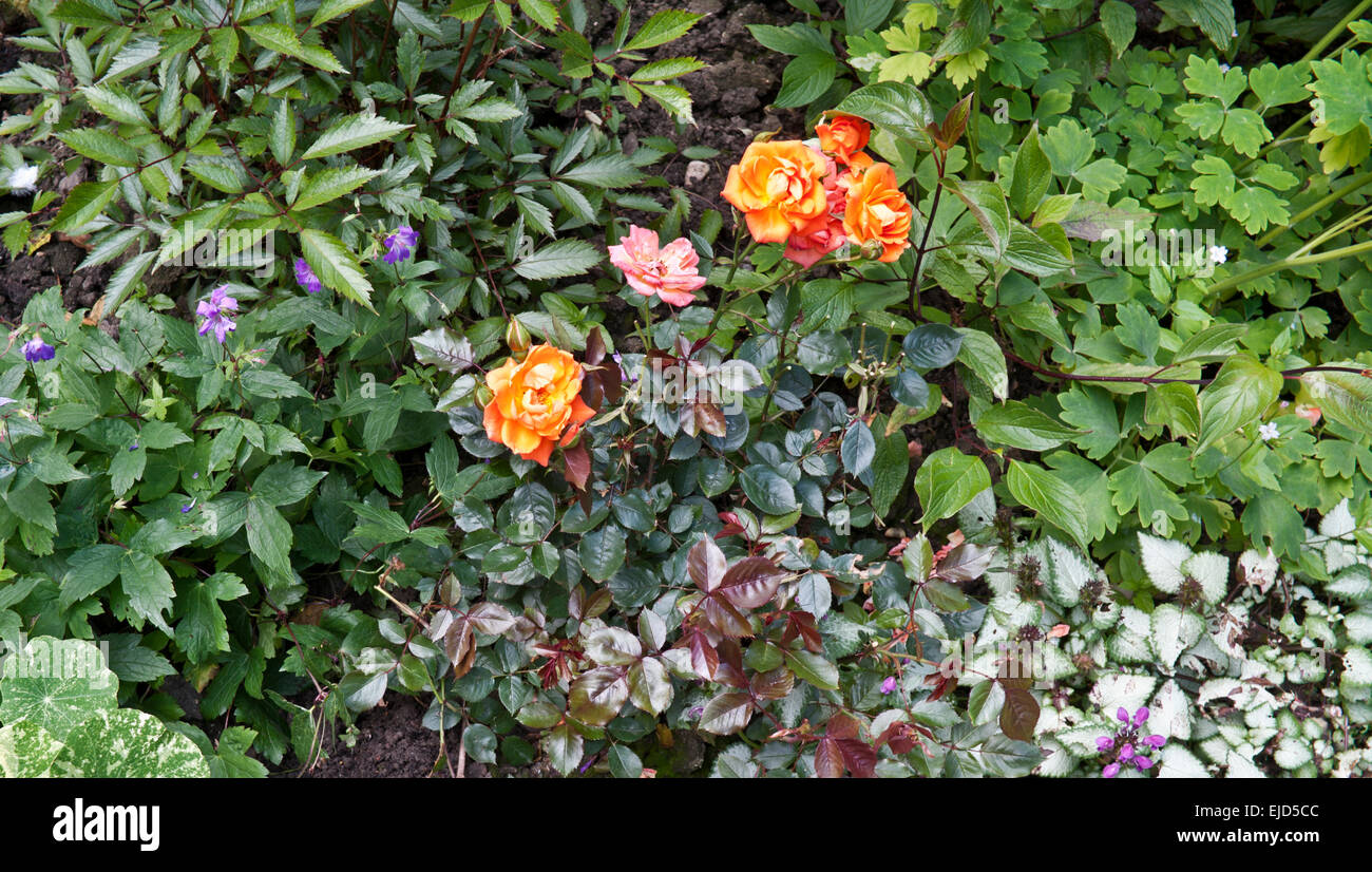 Orange und rosa Rosen Blüte vor Hintergrund der abwechslungsreichen Laub in gemischten krautige und Strauch Grenze, englischen Garten Sommer Stockfoto
