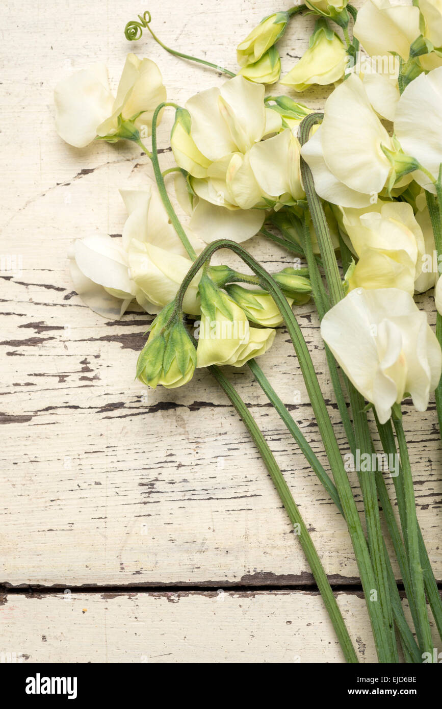 Duftende Platterbse (Lathyrus man) Jilly Stockfotografie Alamy