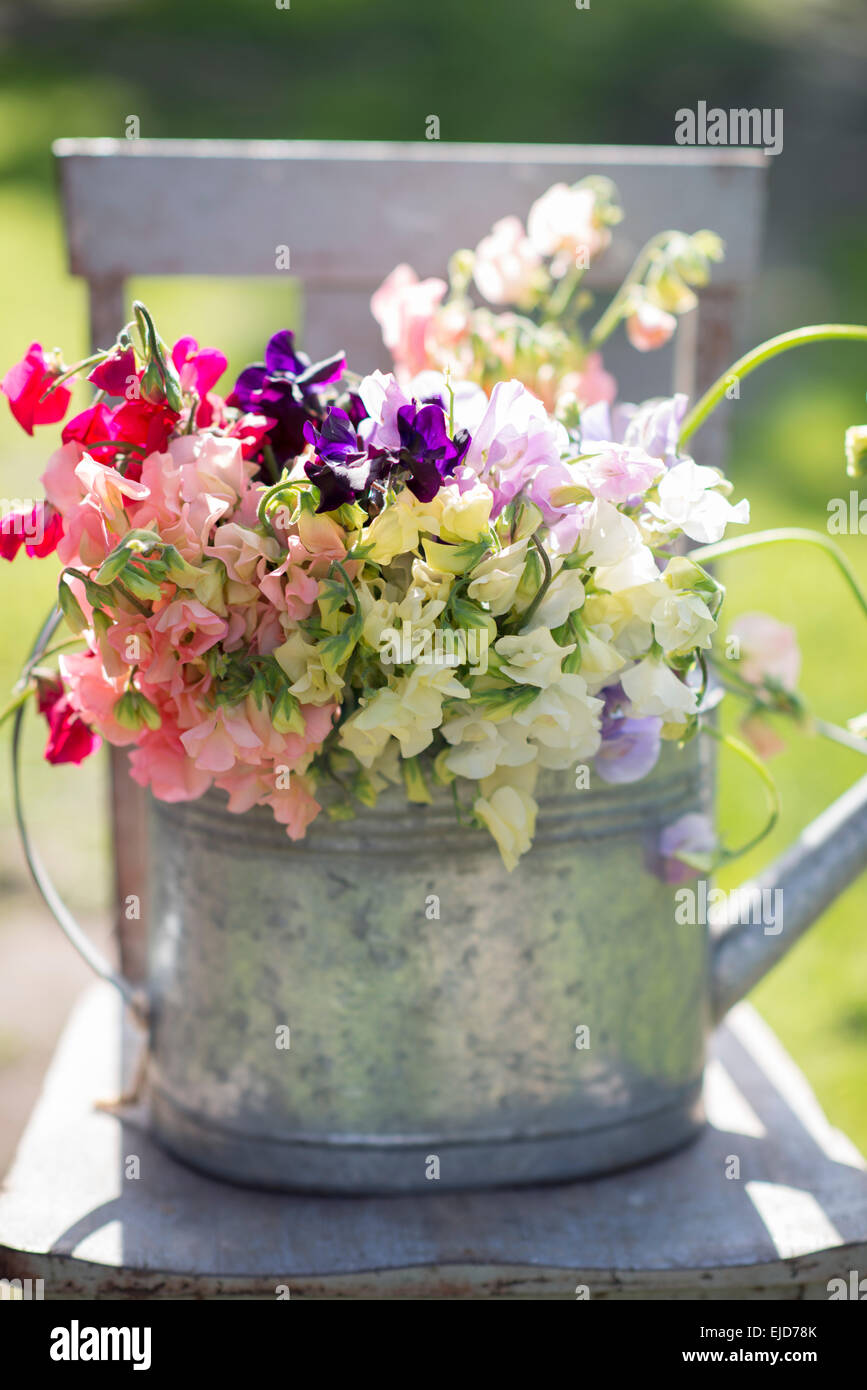 Süße Erbsen, Lathyrus man in Behälter Stockfoto