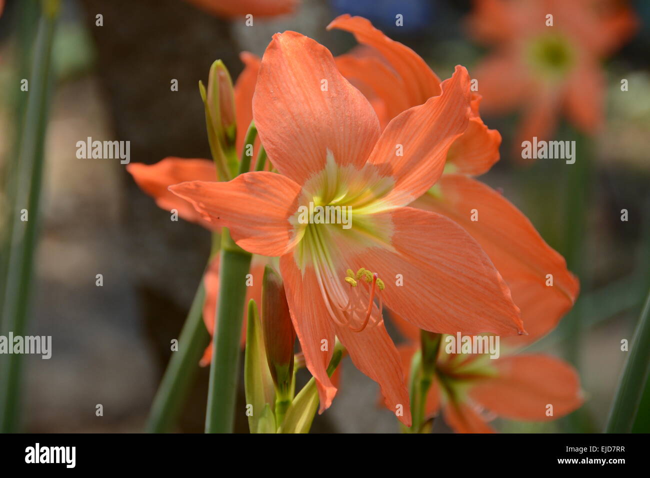 Lily: ein Zwiebelgewächs mit großen trompetenförmige, in der Regel duftenden Blüten auf einem hohen, schlanken Stiel. Stockfoto