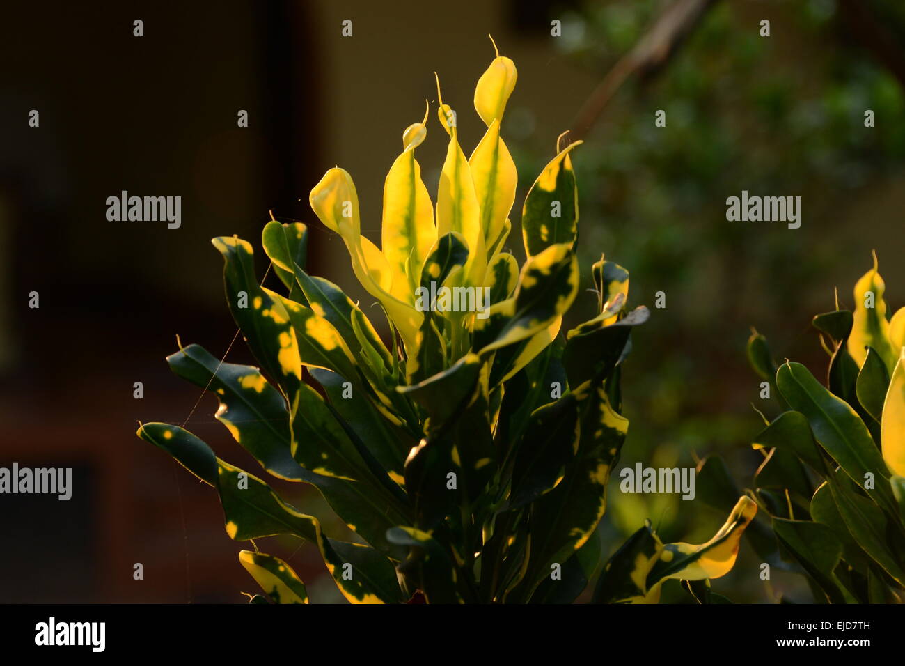 Gelb und grün leuchtenden Blatt Stockfoto