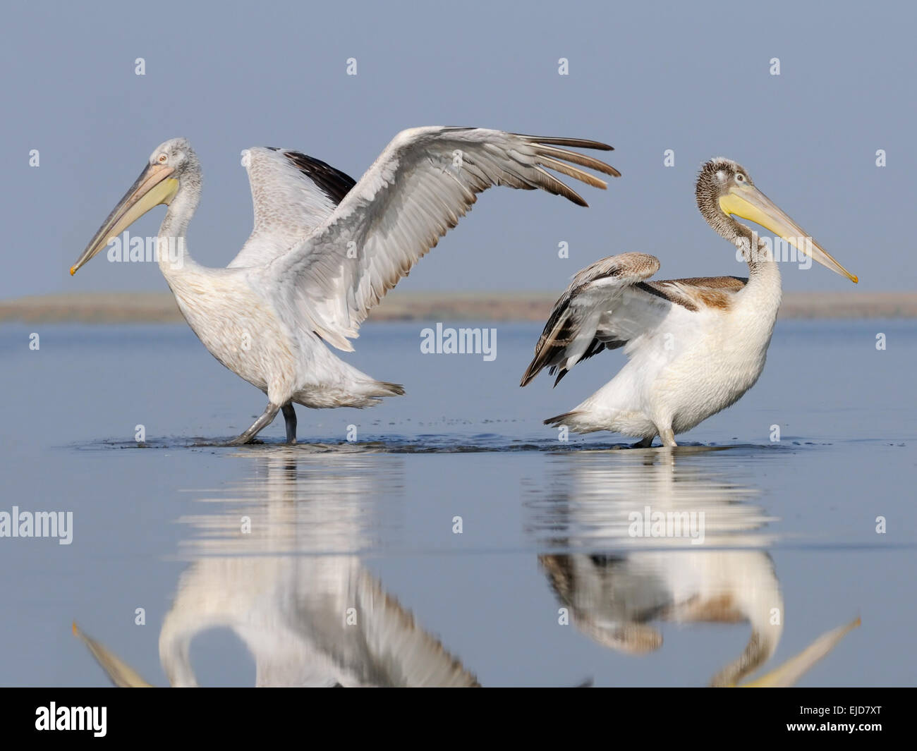 Fuß dalmatinische Pelikane auf See Manytsch August morgens Stockfoto