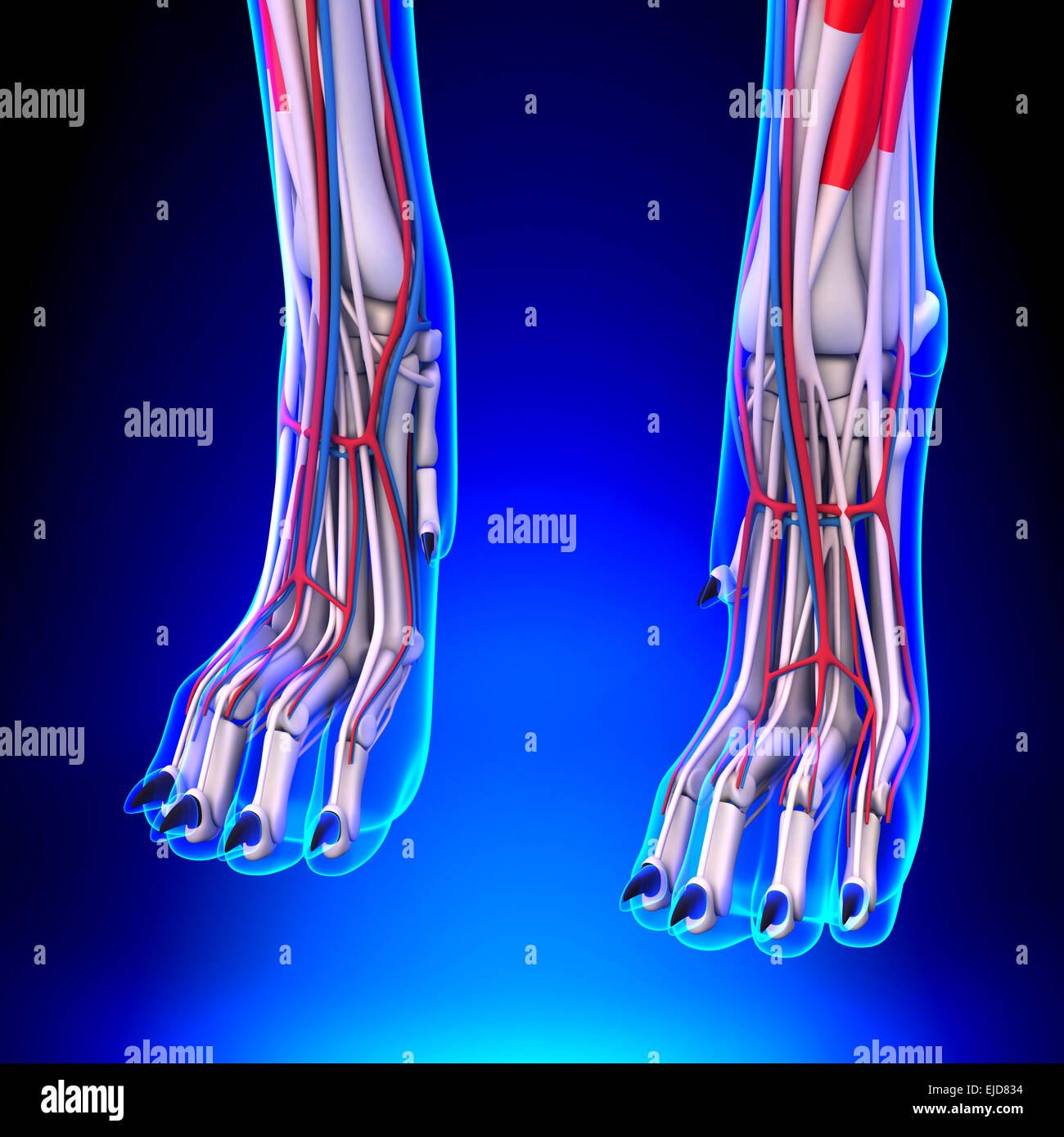 Hund Vorderbeine Anatomie Mit Herz Kreislauf System Stockfotografie Alamy