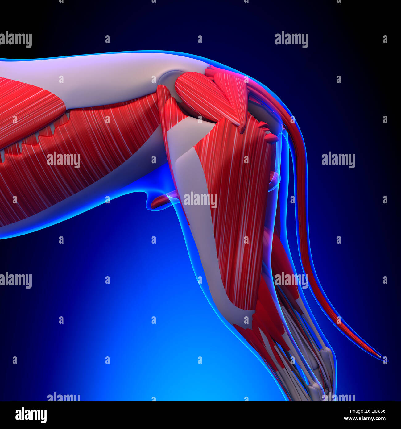 Hyoid Stockfotos und bilder Kaufen Seite 2 Alamy