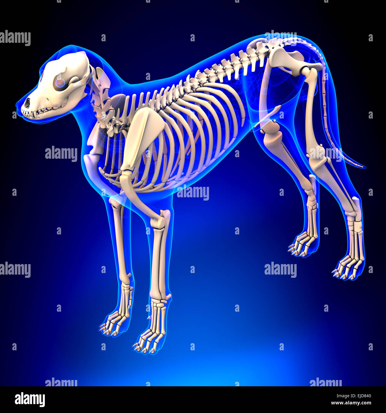 Hund Skelett - Canis Lupus Familiaris Anatomie - perspektivische Ansicht Stockfoto
