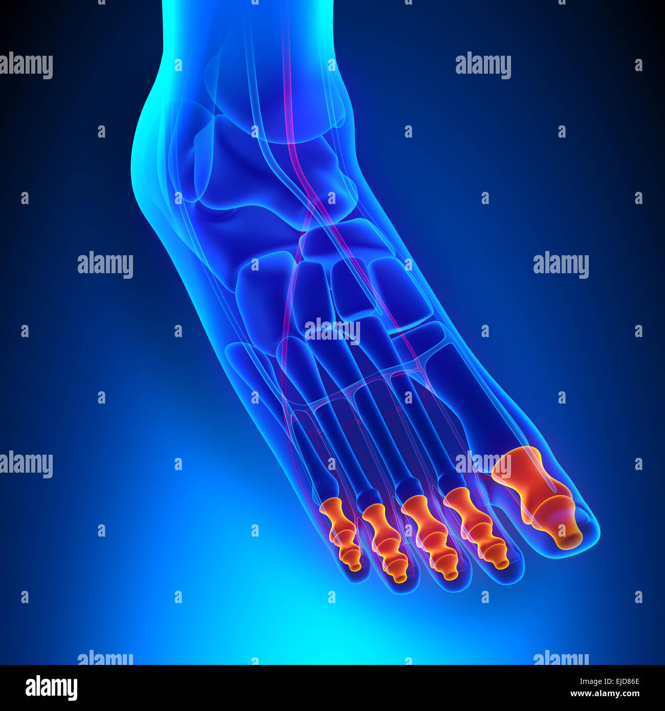 Phalangen Anatomie Knochen mit CiculatorySystem Stockfotografie Alamy