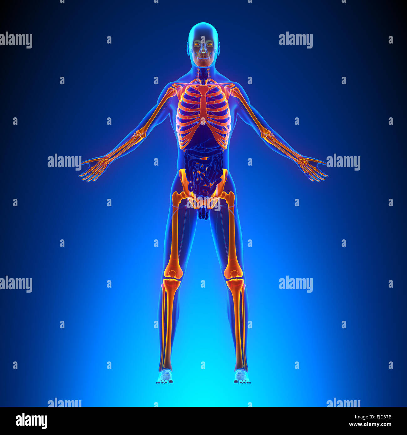 Skelett Anatomie Schmerz-Konzept - mit Ciculatory-System Stockfoto