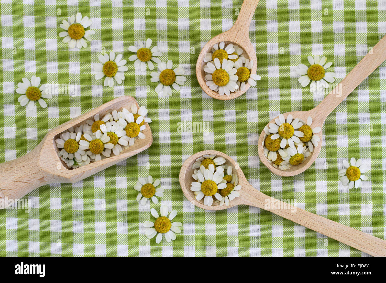 Frische Kamillenblüten auf hölzerne Schaufel auf karierte Tuch mit Textfreiraum Stockfoto
