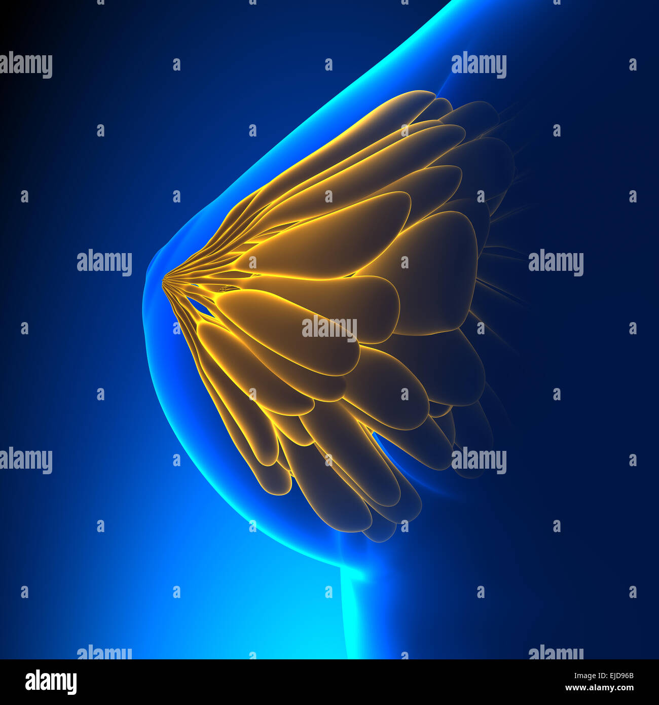 Weibliche Anatomie Brustseite - blauem Hintergrund Stockfoto