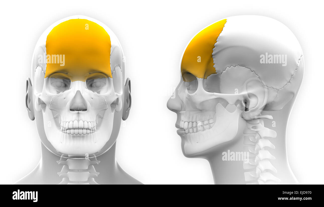 Männliche Stirnbein Schädel Anatomie - isoliert auf weiss Stockfoto